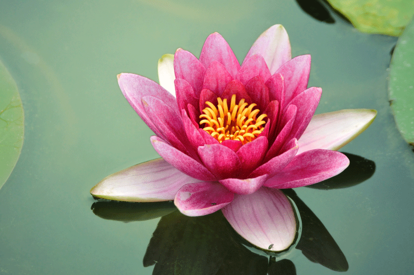 pink and white lotus flower on a serene green lake